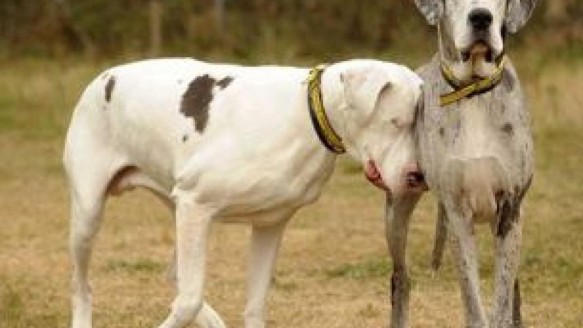 iti va merge direct la inima lectie impresionanta de omenie oferita de doi catei