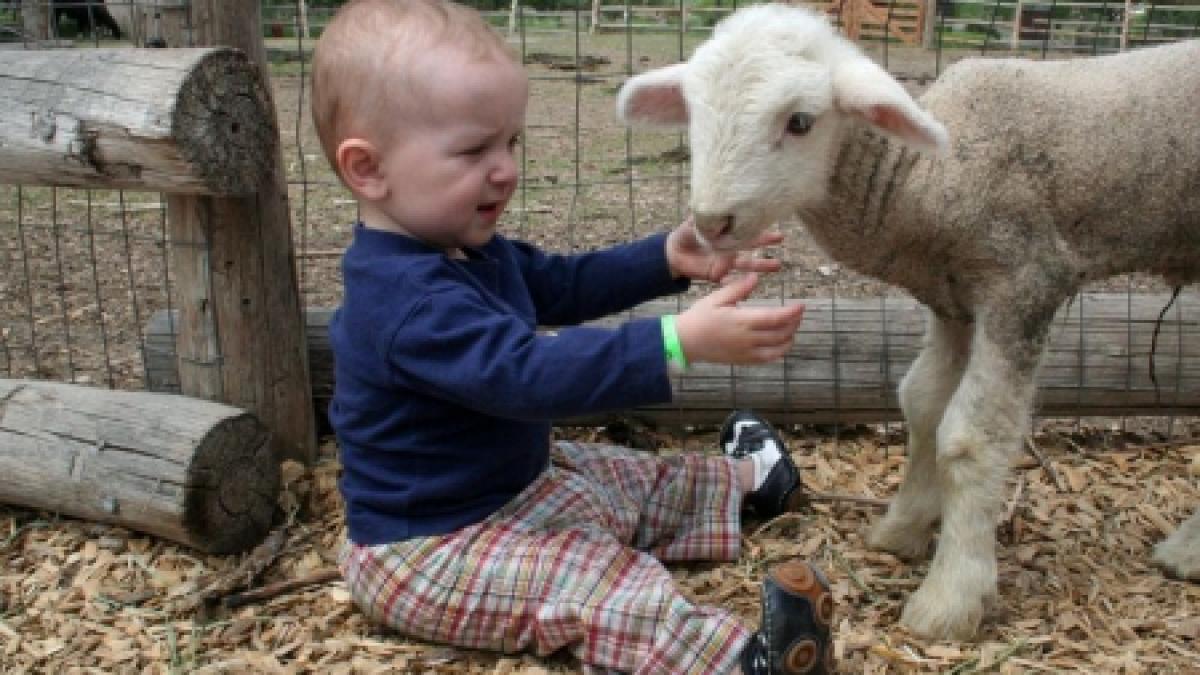 animalele din gospodarii numarate la recensamant odata cu oamenii