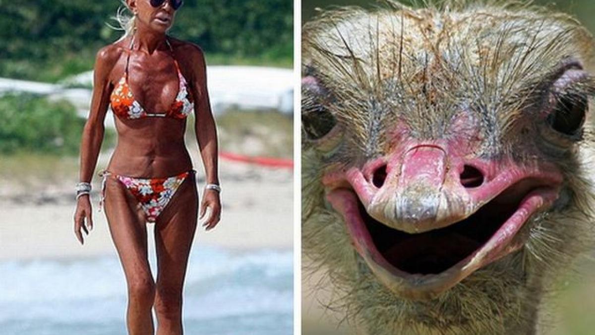 sunt frati de cruce asemanari hilare intre vedete si animale seamana