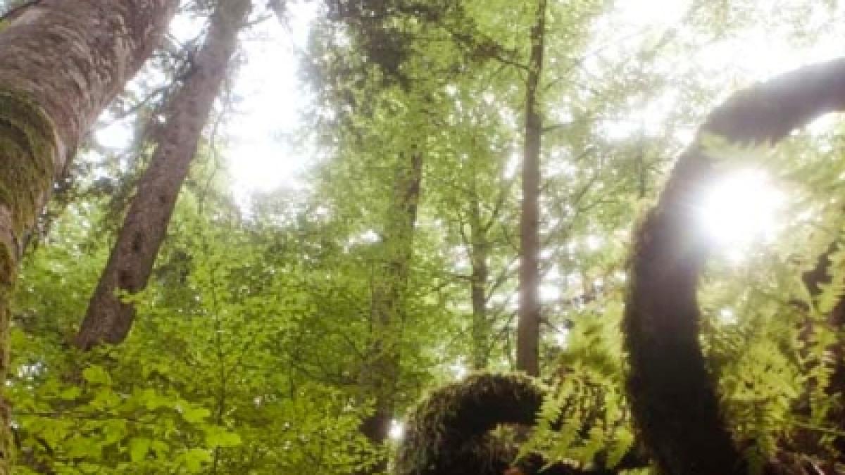 salvati padurile virgine directorul wwf romania invitat azi in emisiunea esential de la 16 00