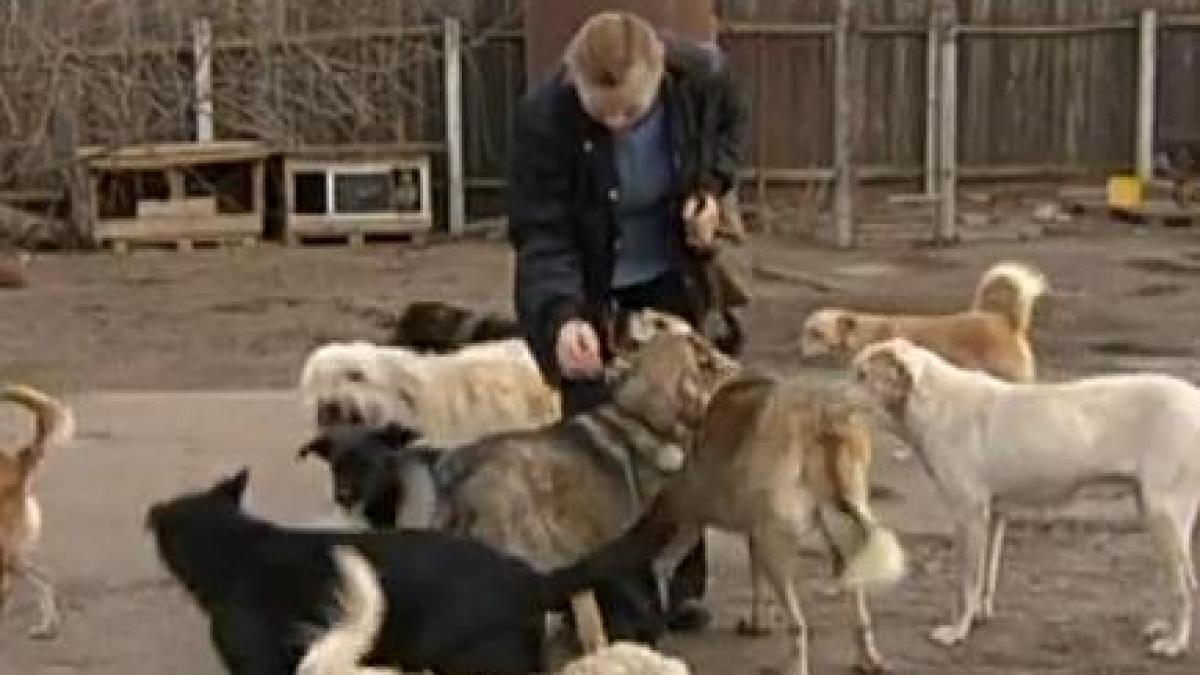 ucraina se pregateste de euro 2012 mii de caini impuscati si aruncati in foc de vii