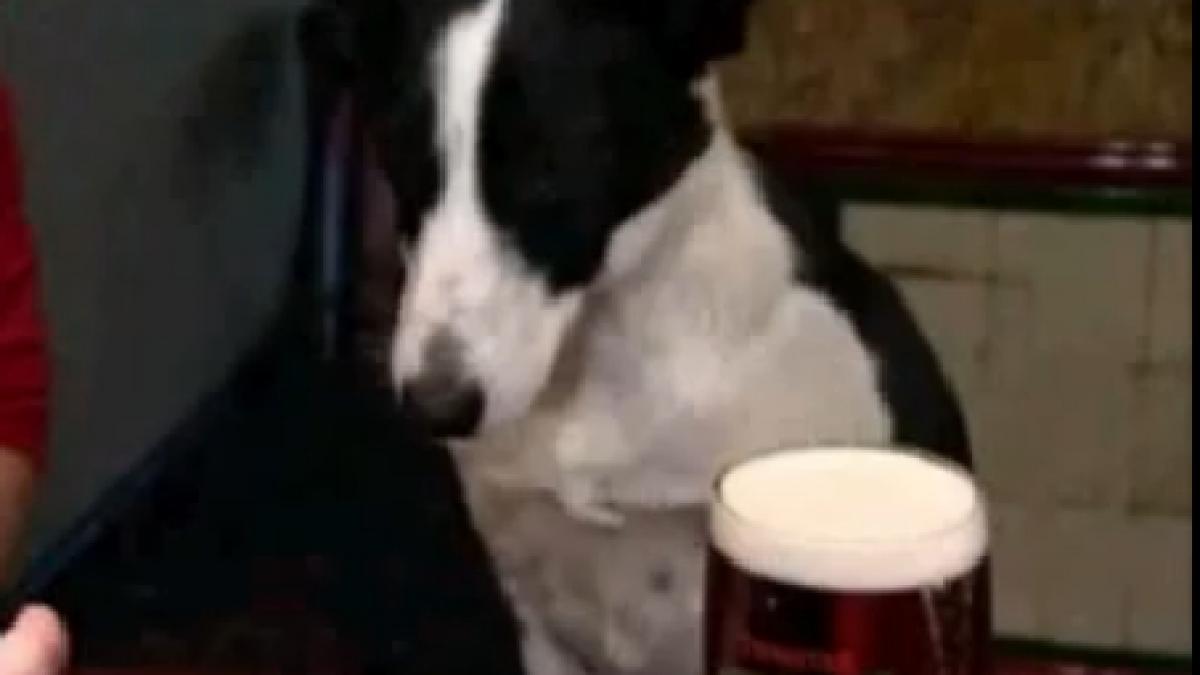 cea mai buna echipa de darts din anglia un britanic si cainele sau