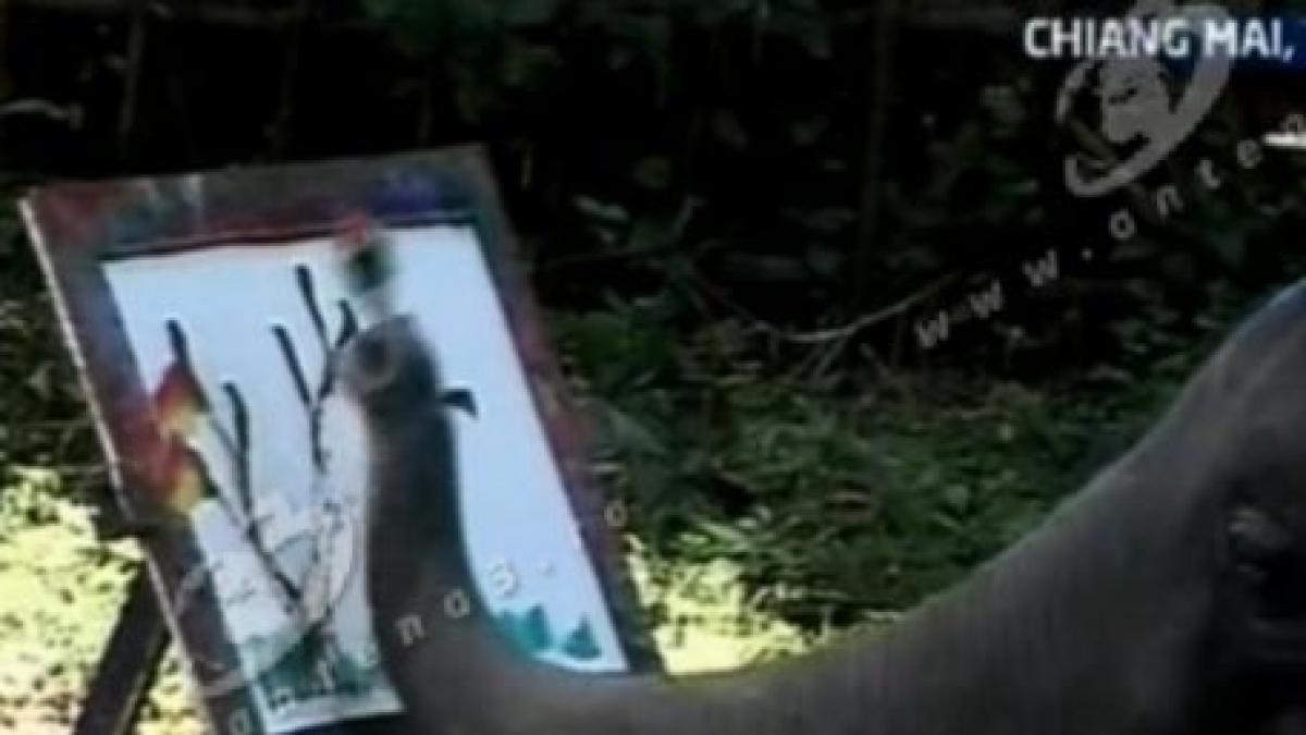 elefantii uriasii thailandei prietenoasele mamifere atractie turistica garantata