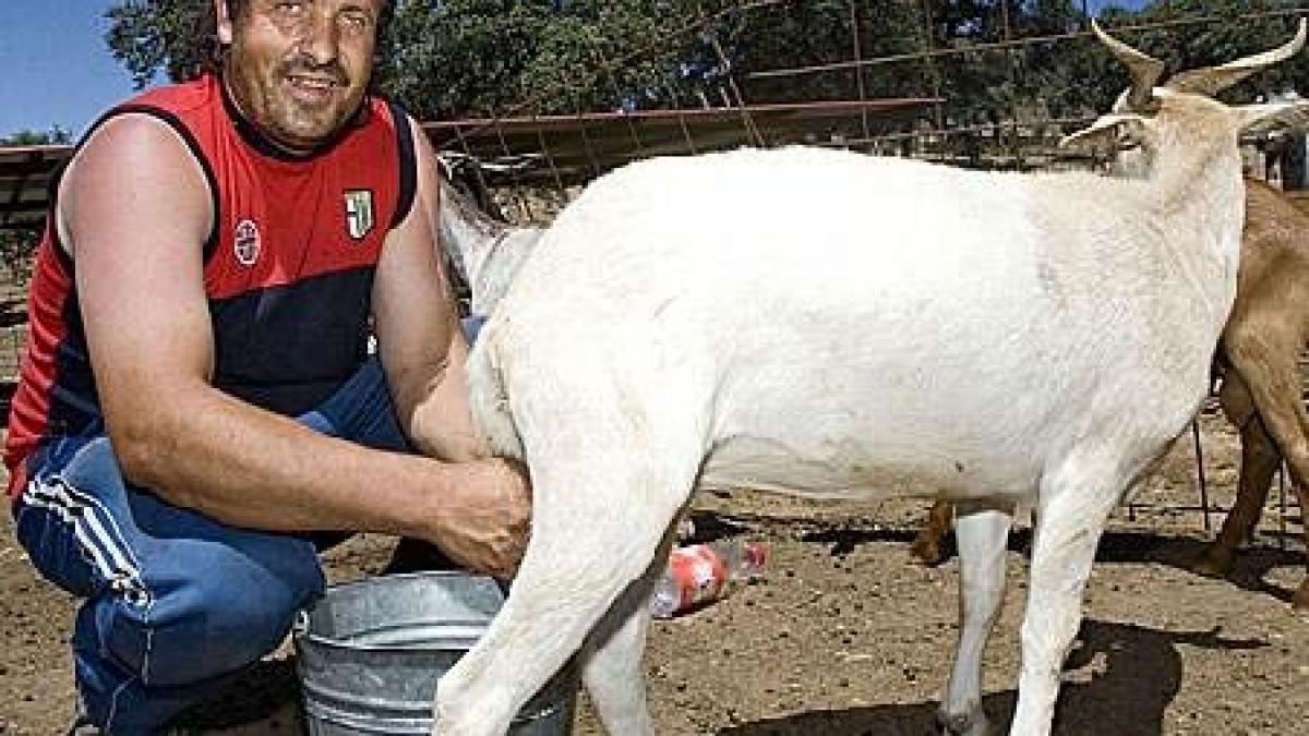 laptele de capra din ce in ce mai vandut intareste sistemul imunitar si ajuta impotriva unor boli