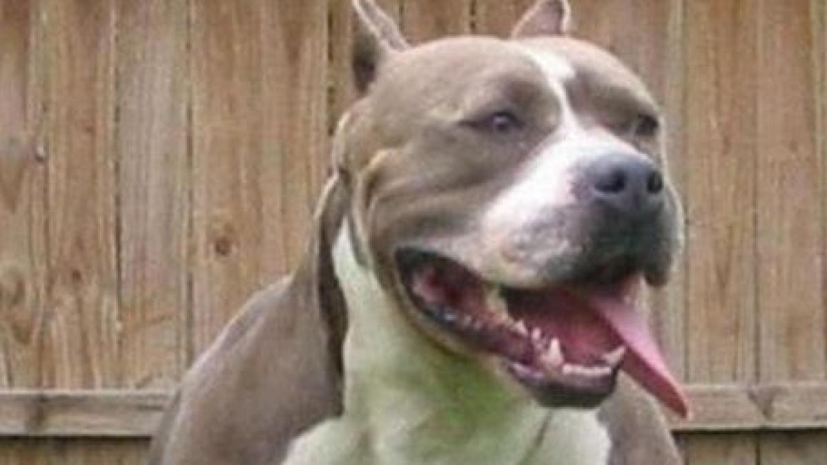 o femeie din judetul suceava a ajuns la spital dupa ce a fost muscata de un pitbull