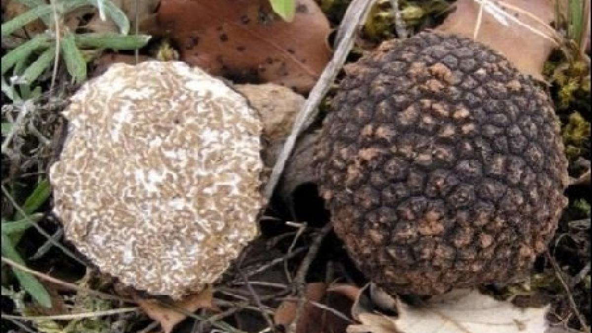 romanii iscusiti fac bani din trufe al doilea condiment din lume creste si in solurile romaniei