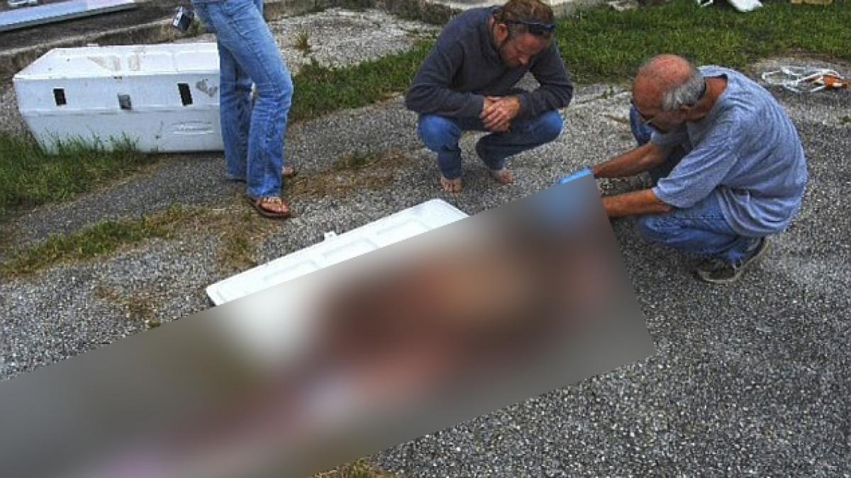 descoperire padure socat americani