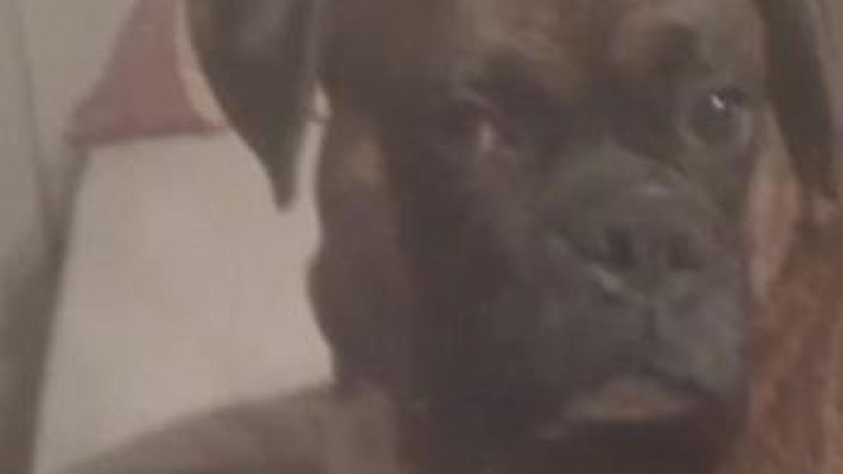 prieten pana la moarte un caine si a salvat stapanul din incendiu si a ars de viu