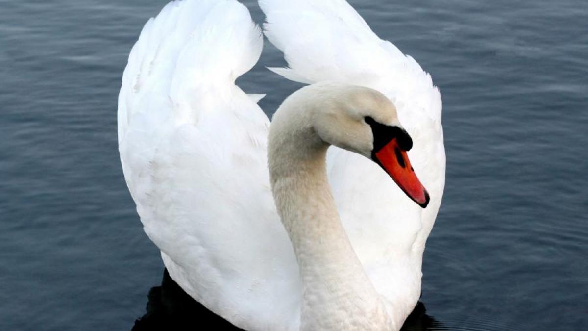 spectacol gratios pe dunare sute de lebede din siberia isi petrec iarna la noi in tara