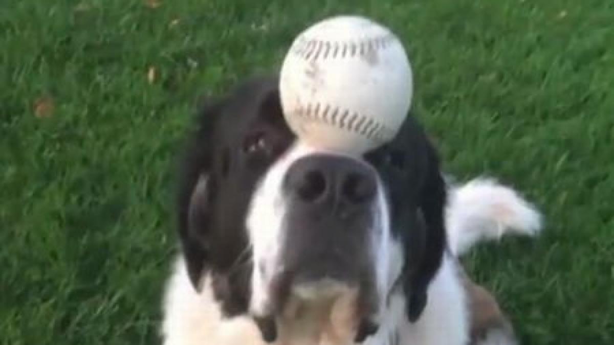 vei rade cu lacrimi clipul care iti va furniza portia de buna dispozitie pentru azi