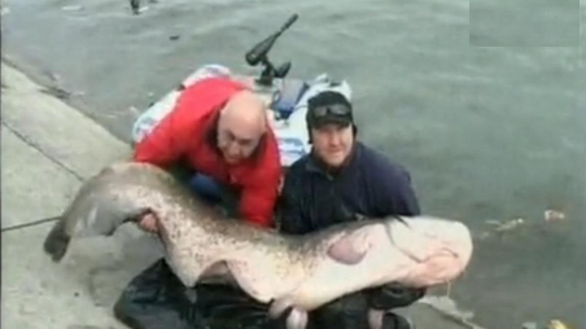 Altă captură-record: un somn de 2,10 m şi 100 de kg, capturat în Jiu