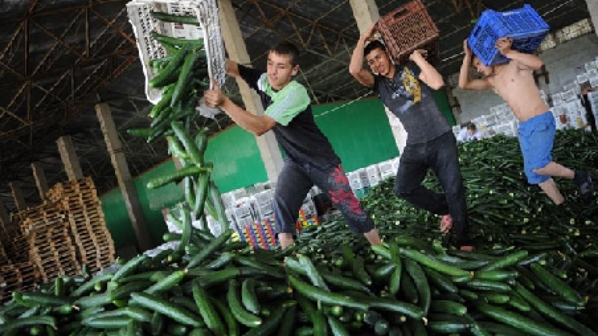 agricultorii romani si bulgari preferati de fermierii britanici sunt dezamagiti de cei din tarile