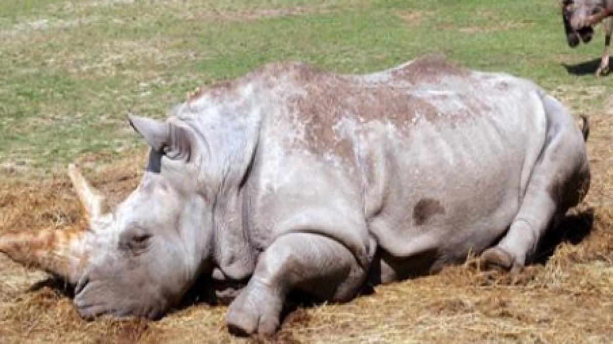 coarnele de rinocer mai scumpe decat cocaina