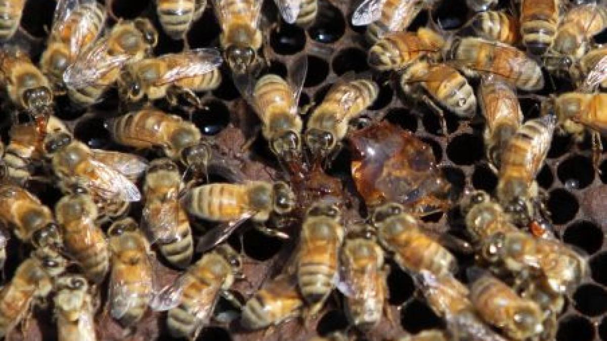 mierea din plante modificate genetic nu va mai putea fi comercializata fara autorizatie