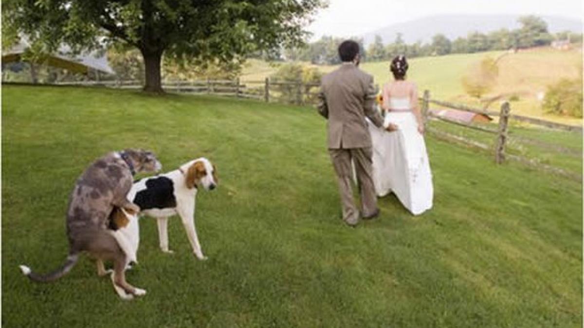 pozele care le au distrus nunta tot internetul a ras de ele