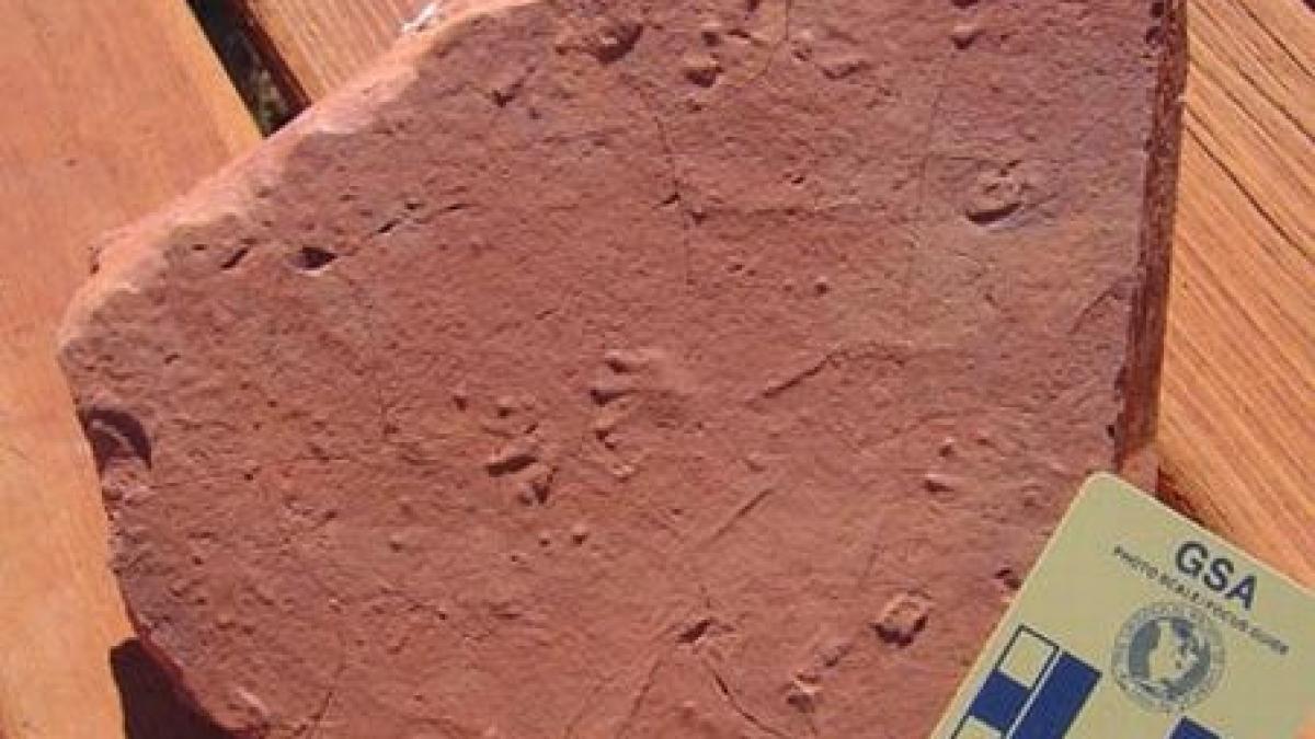 premiera la marea neagra urmele unei reptile vechi de 280 milioane de ani descoperite accidental in