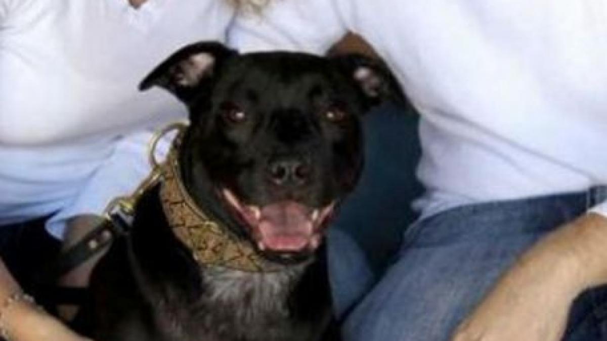 imi pare rau nu pot sa achit rata la banca mi a mancat cainele banii poveste reala