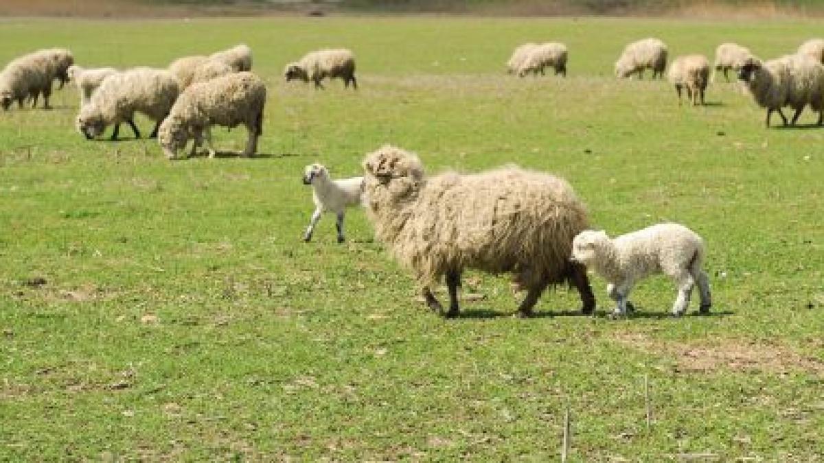 in romania se fura masini in bulgaria se fura turme de oi