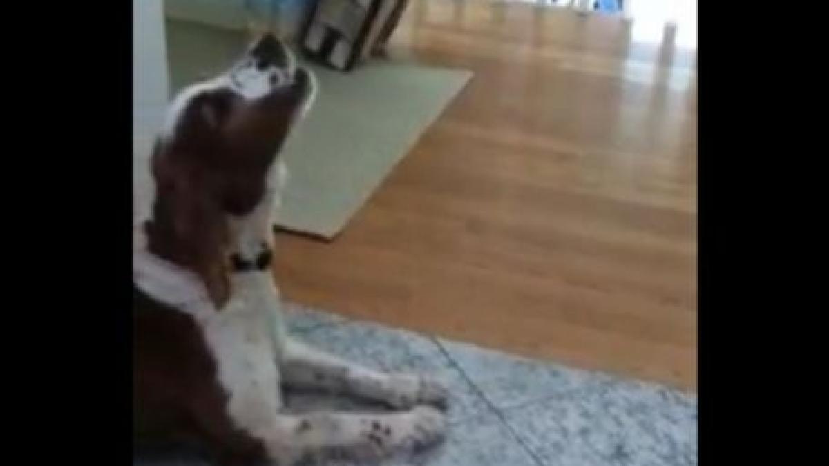 un caine linisteste un copil care plange vezi aici cum