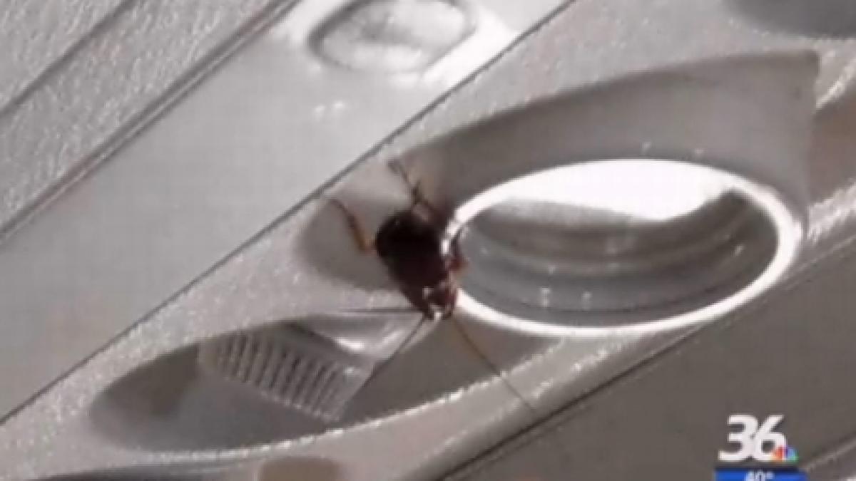 pasagerii unui avion terorizati de gandaci cer despagubiri de 100 000 de dolari