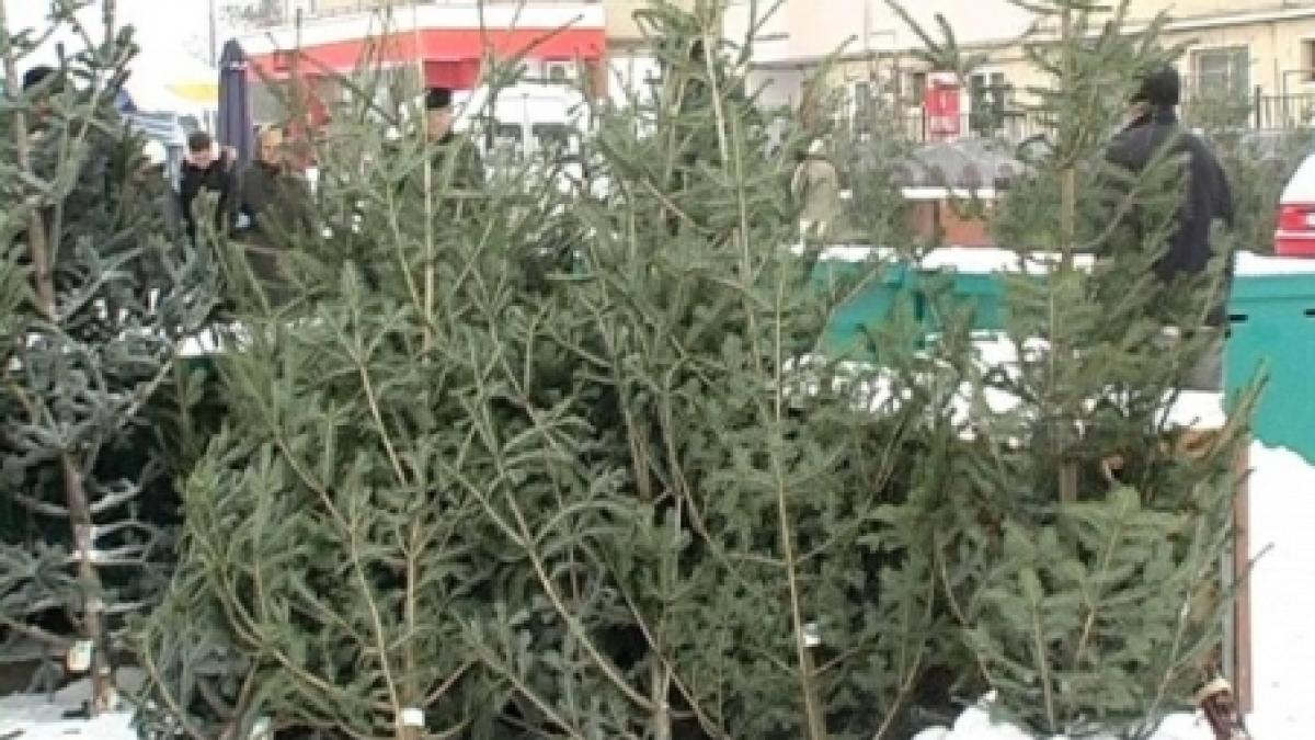 de craciun vom avea brazi multi si ieftini romanii pot opta si pentru pomii ecologici