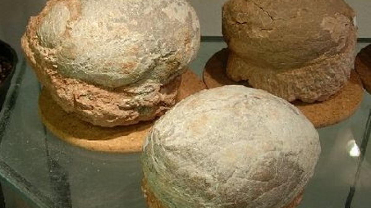 trei oua de dinozaur pitic furate din romania in 2005 vor fi expuse la muzeul antipa