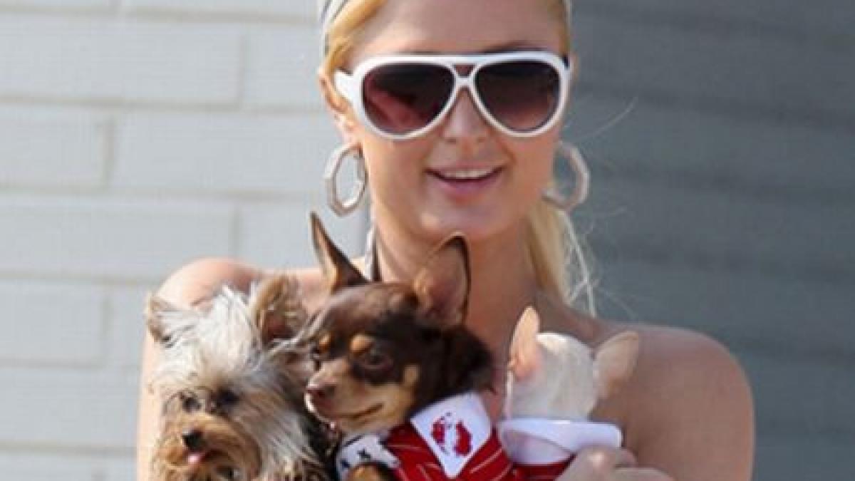 act de caritate a la paris hilton a hranit un maidanez cu o friptura de 60 de dolari