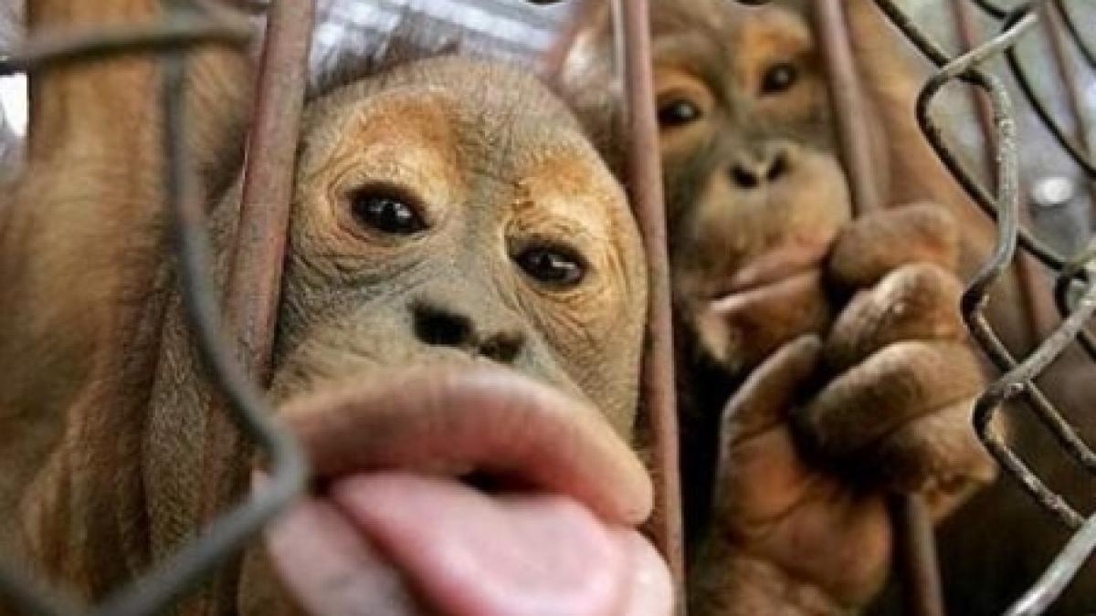 cele mai amuzante atacuri ale maimutelor