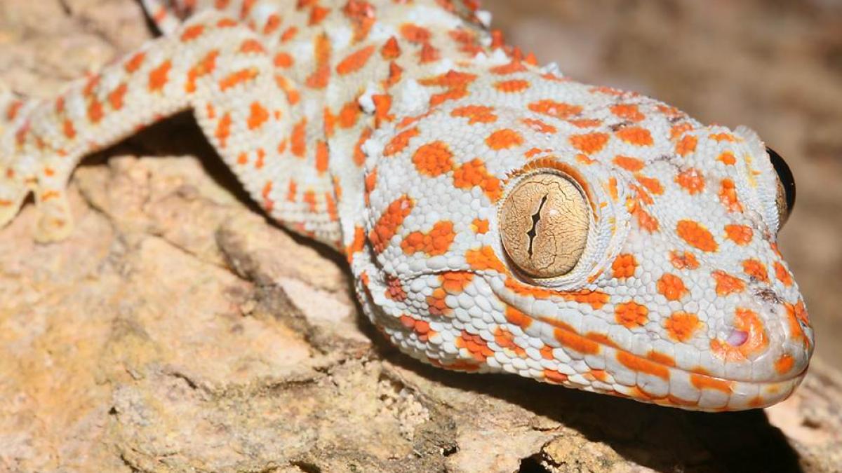 soparlele tokay gecko in pericol de disparitie din cauza unor zvonuri aparute pe internet