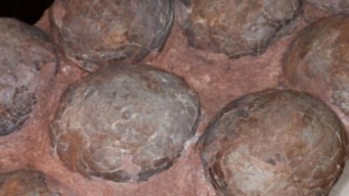 trei romani cercetati pentru furtul celor trei oua de dinozauri pitici piesele de patrimoniu unice