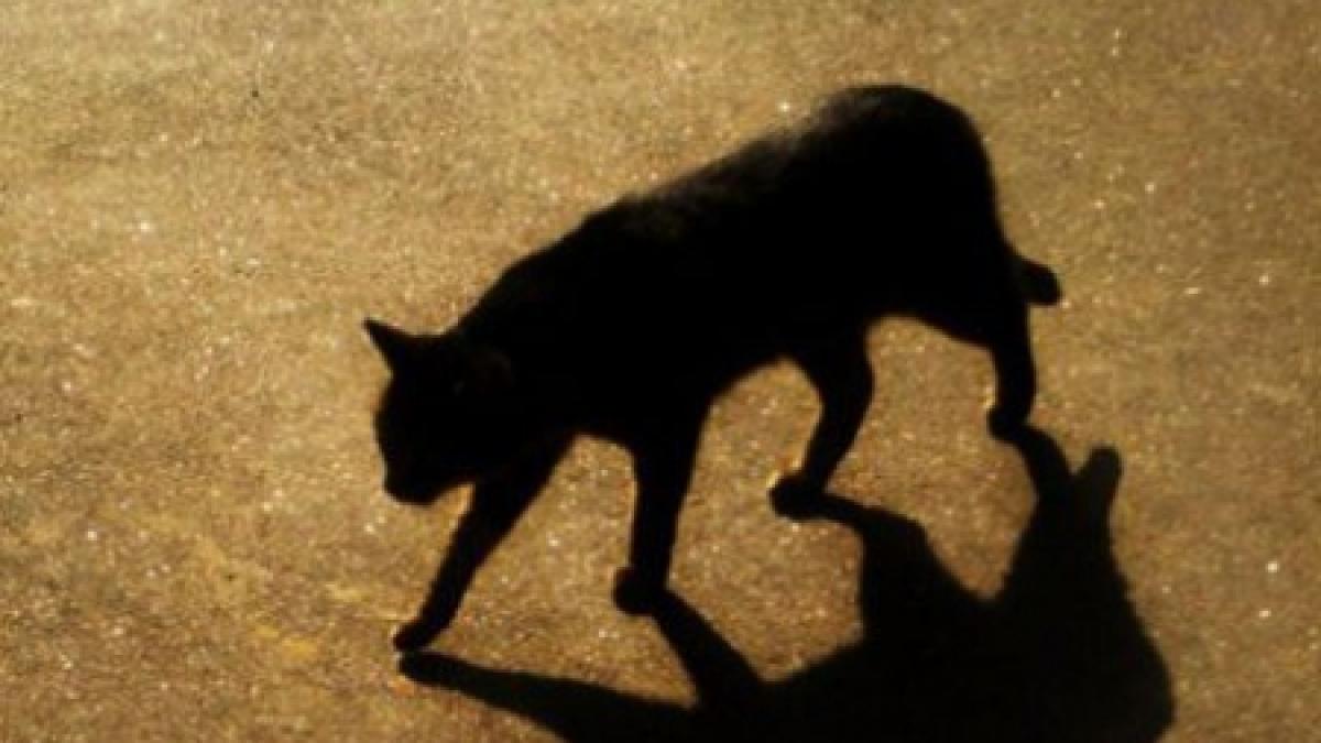 o pisica turbata din baia mare a bagat in carantina patru judete