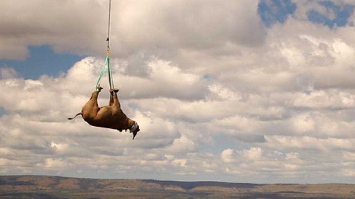 operatiunea rinocerii zburatori 19 exemplare din africa de sud mutate din bataia pustii pe calea