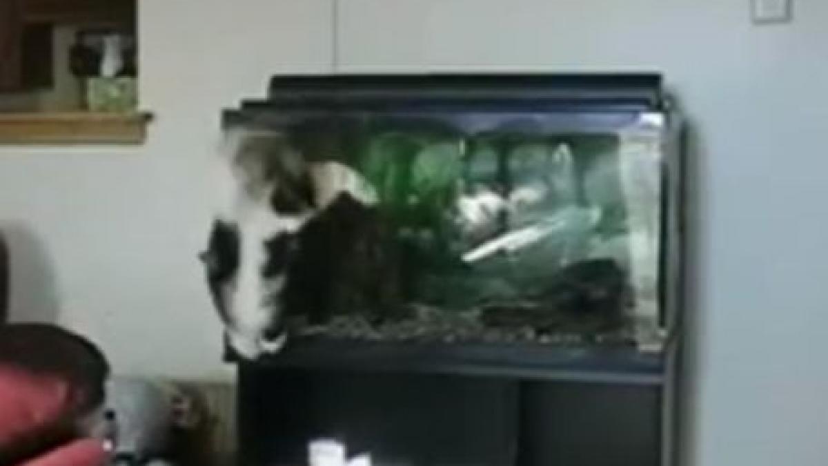 vezi aici cele mai amuzante filmulete din 2011 cu pisici