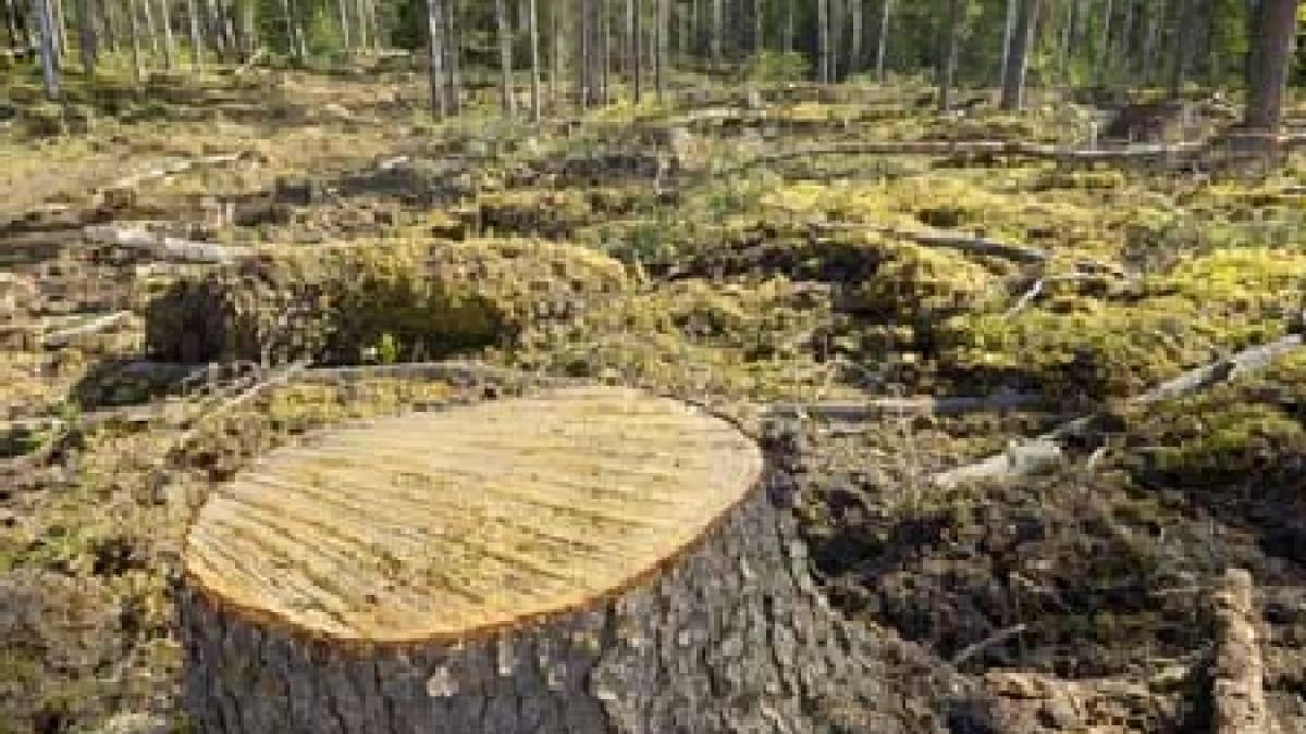 reportaj in premiera padurile romaniei secerate fara mila