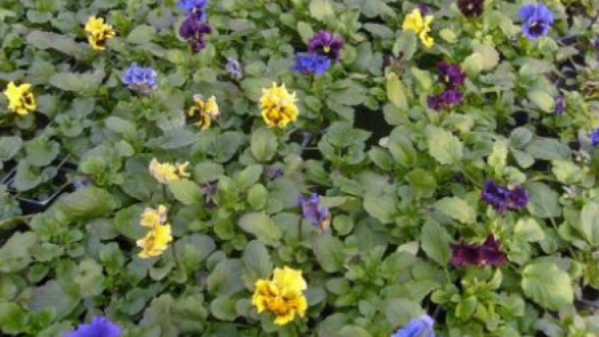 afaceri deputatii sadesc flori pe care dupa cateva luni le smulg si apoi le arunca