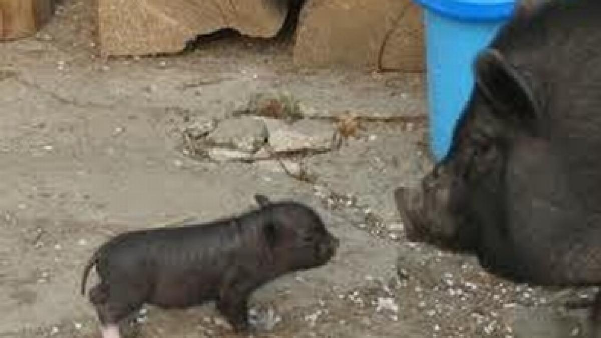 porcul de craciun poate sa fie si sanatos cat costa carnea eco