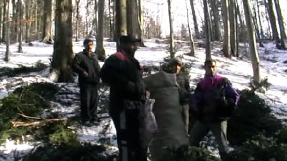 brazi taiati din dragoste de bani masacrul pomilor de craciun a inceput