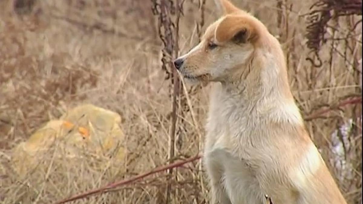 ei sunt cainii care au impresionat prin loialitate prieteni pana la moarte si dincolo de ea