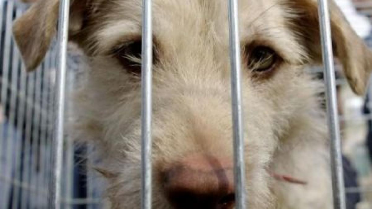 la noi li se poate lua legal viata vezi cum sunt tratati cainii comunitari in alte state din ue