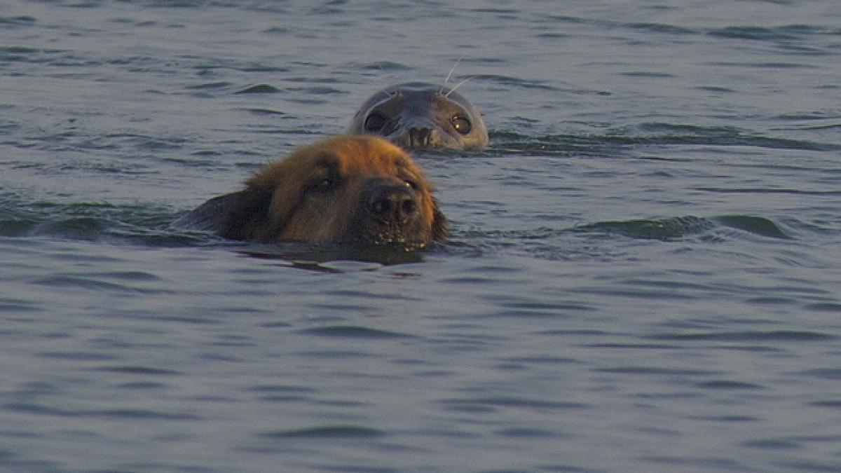 prietenie inedita o foca provoaca la joaca doi caini