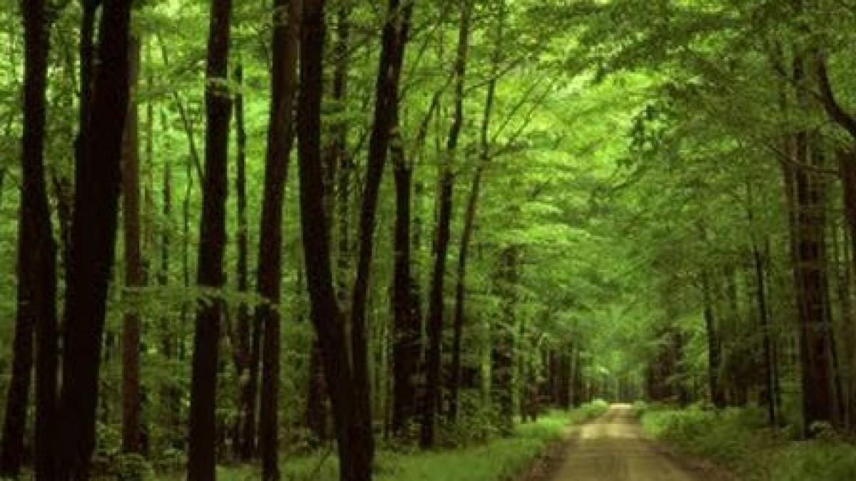 o luna de campanie si aproape 100 000 de semnaturi padurile virgine la un pas de salvare