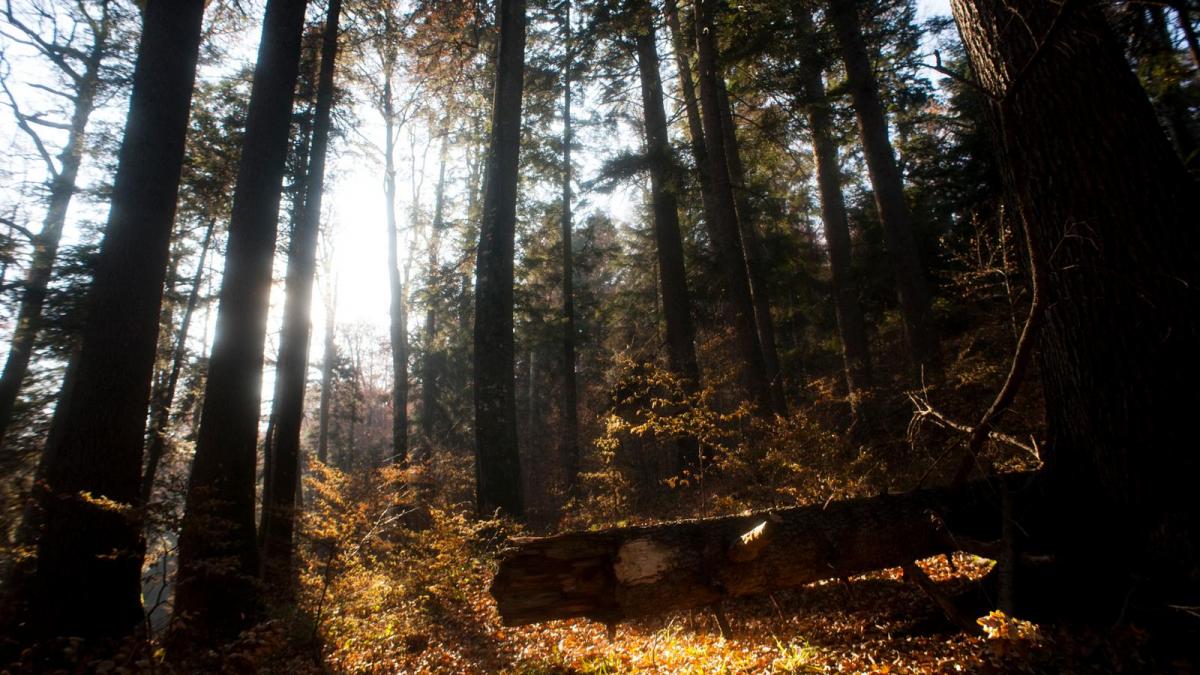 salvati padurile virgine a provocat ecouri la cel mai inalt nivel