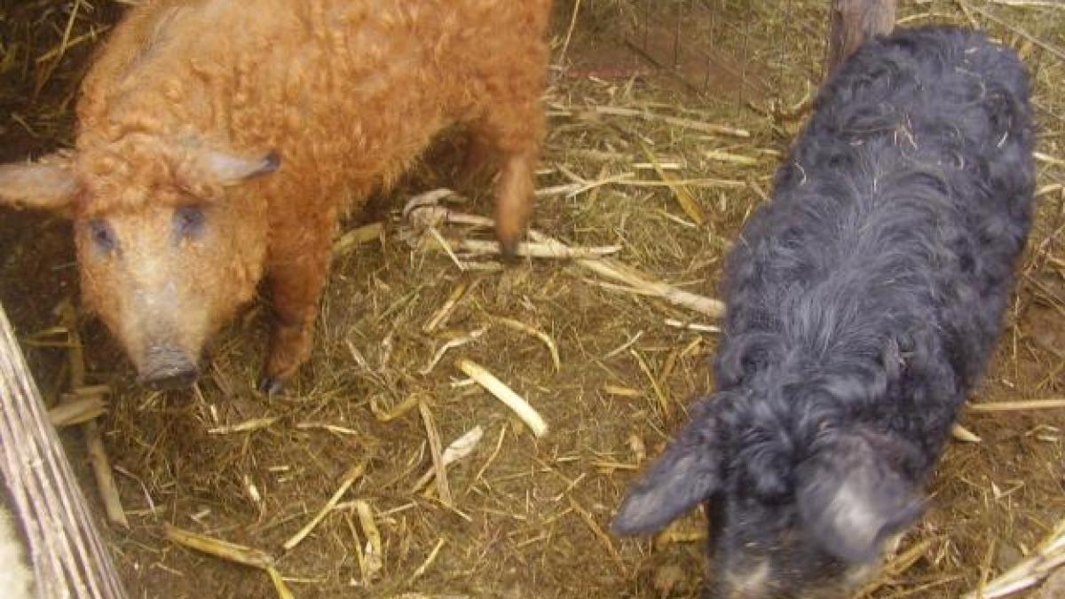 carnea de mangalita tot mai populara printre romanii care vor sa manance sanatos