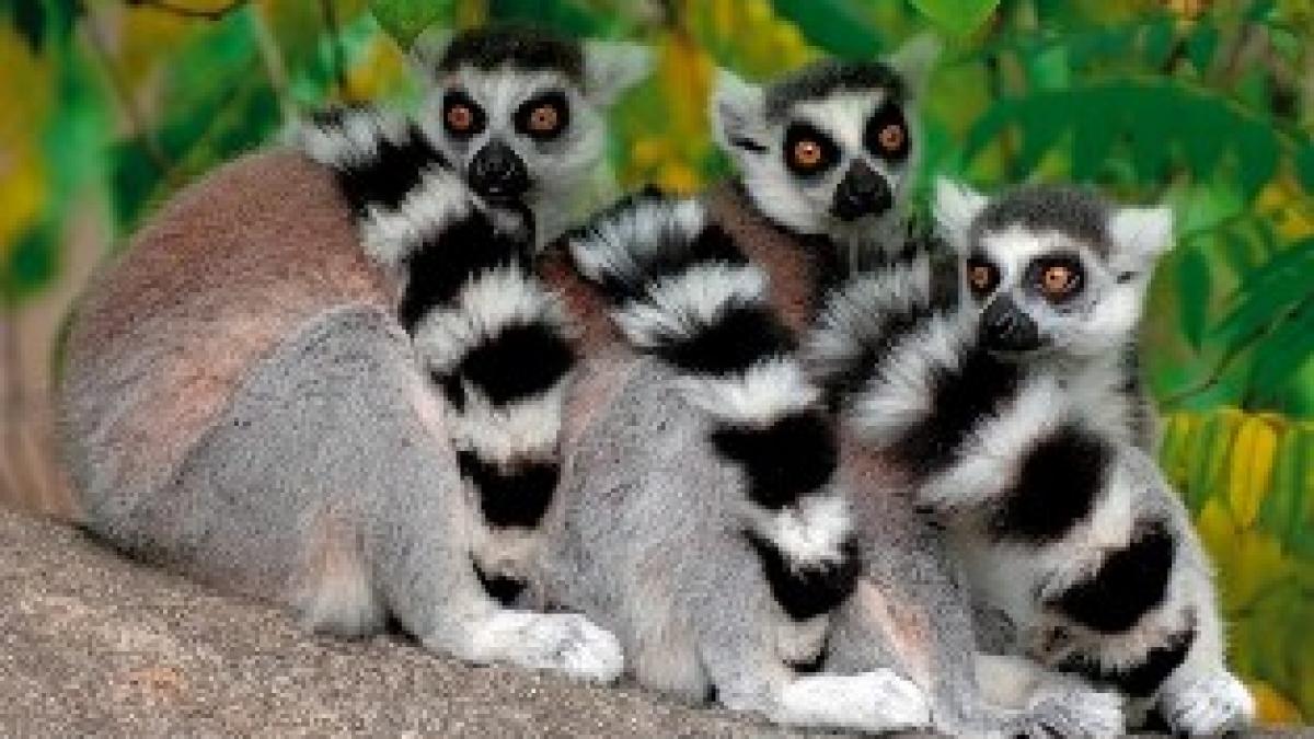 gradina zoologica din sibiu are locatari noi trei lemurieni si un watusi