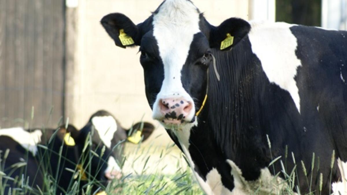vacutele irlandeze care au fost aduse cu avionul in romania au ajuns la gospodarii din rasca