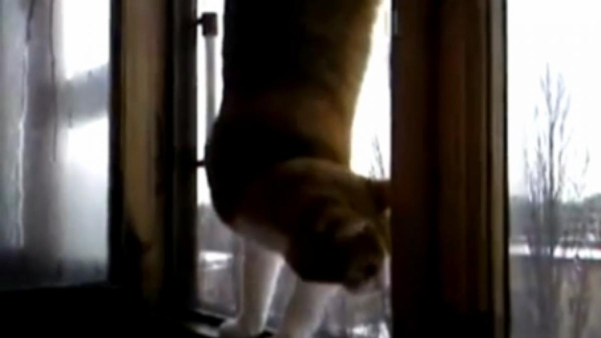 echilibristica o pisica merge in maini pe pervazul ferestrei