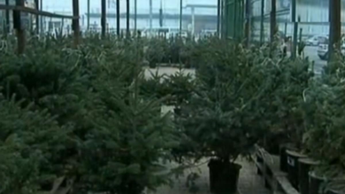 brazii au invadat pietele din capitala cel mai ieftin costa 70 lei vezi cat este cel mai scump