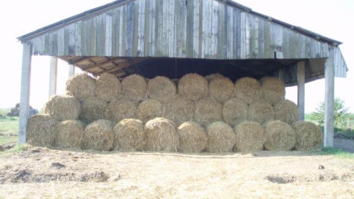 incendiu de proportii la o ferma din constanta mii de baloti de paie s au facut scrum