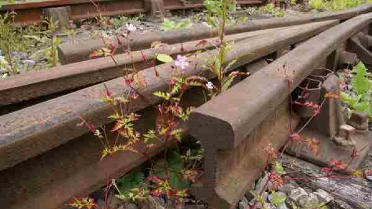 un clujean care tracta o sina de cale ferata cu doi cai cercetat pentru furt