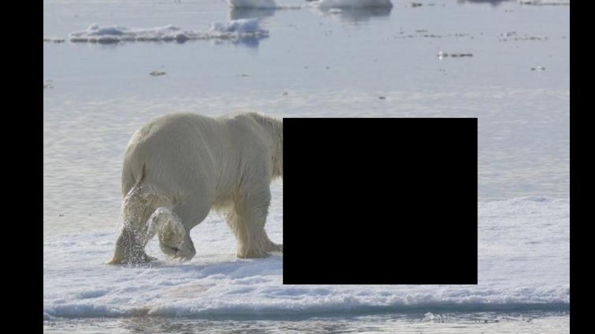 gestul acestui animal a socat lumea imaginile care i au speriat pe cercetatori